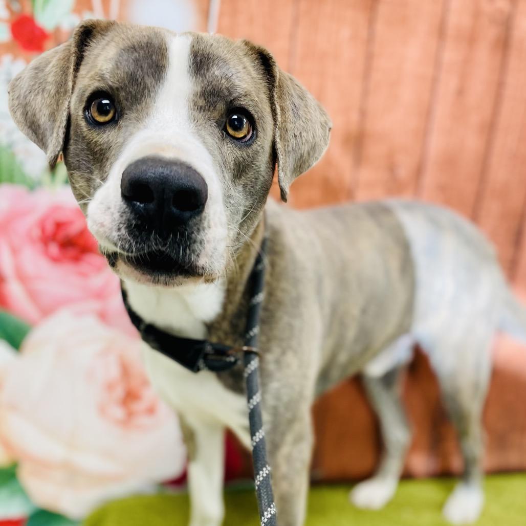 Enlarge Abe, a Adoptable mixed breed in Lebanon, MO image 3/4
