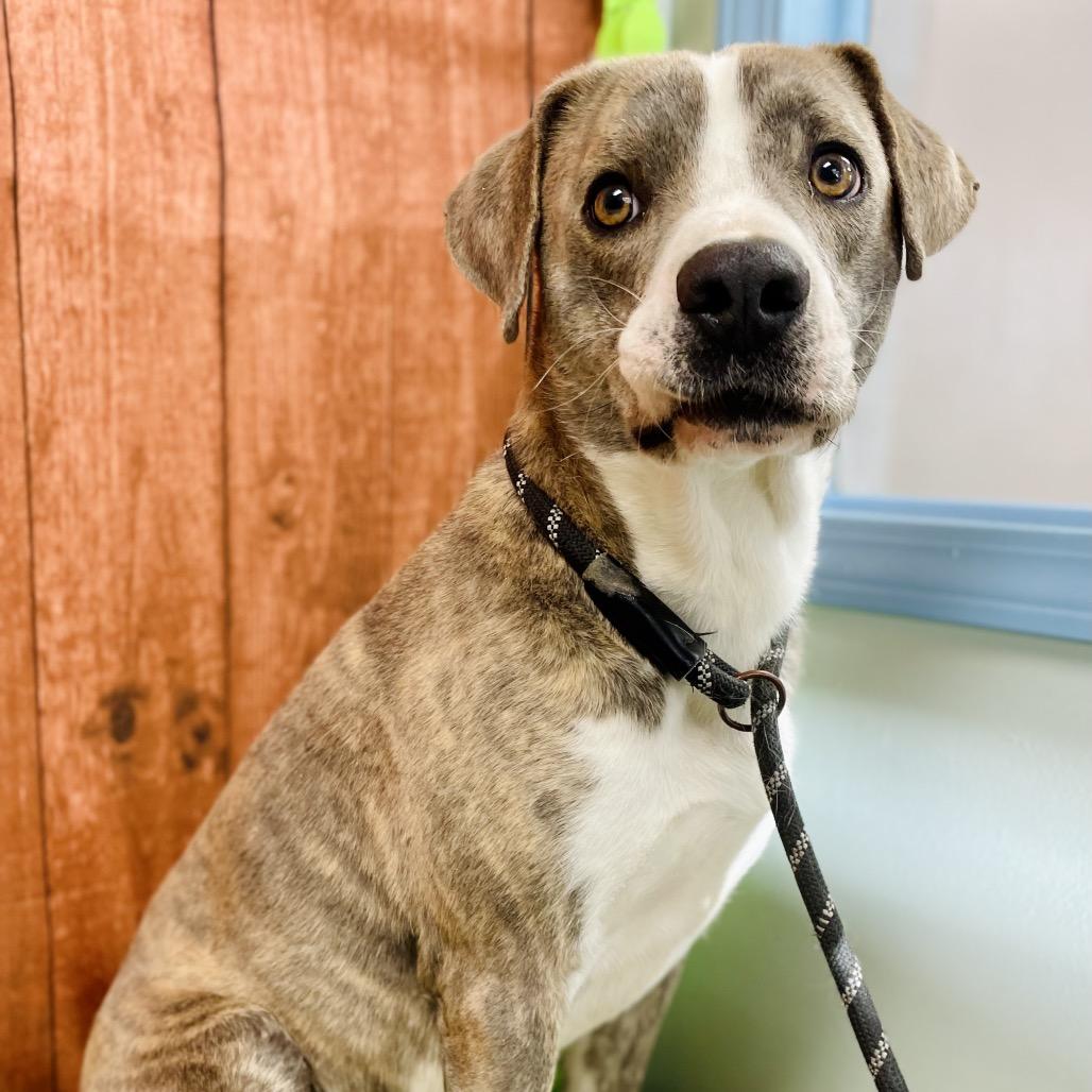 Enlarge Abe, a Adoptable mixed breed in Lebanon, MO image 4/4