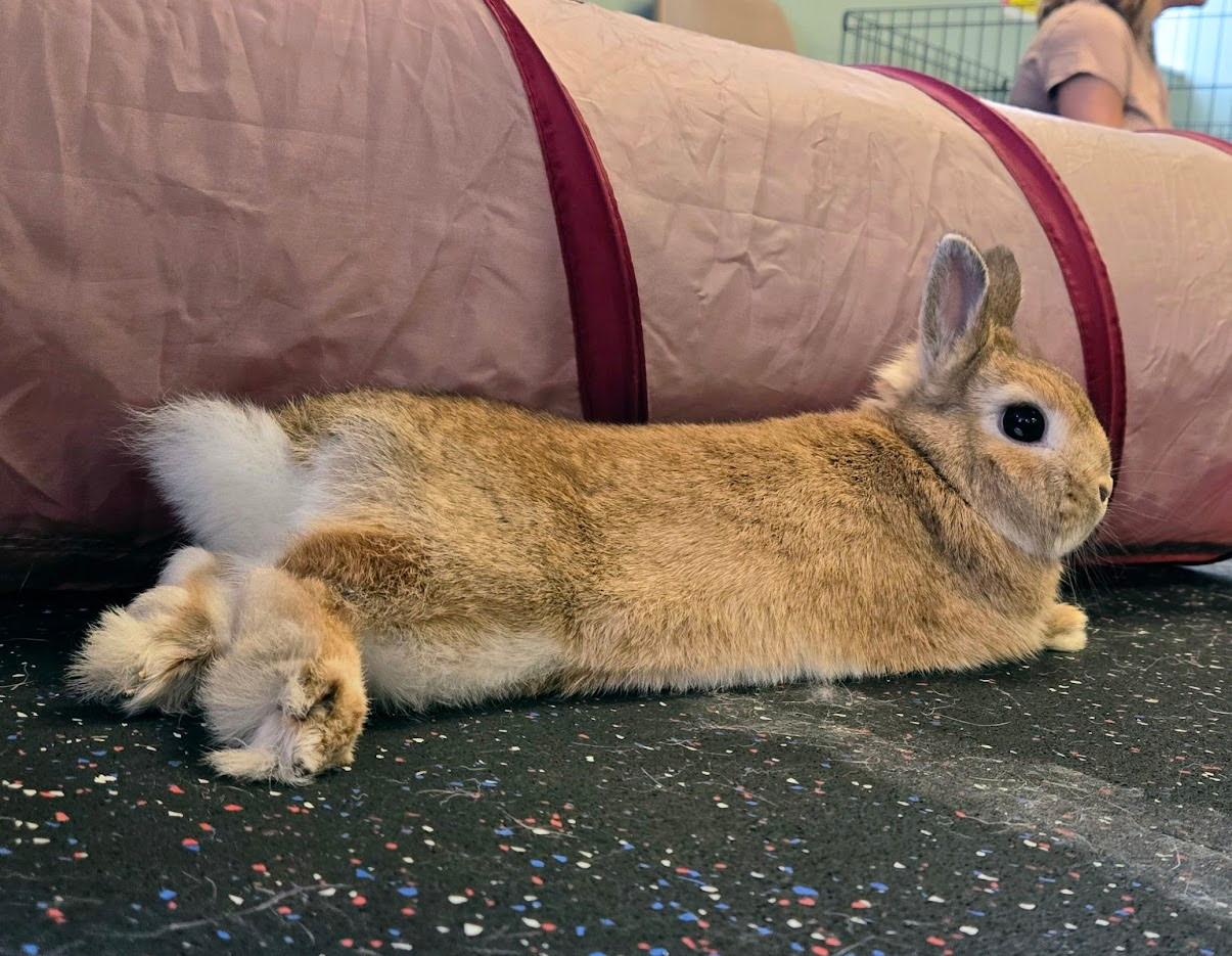 Pippin, a Adoptable Netherland Dwarf in Edina, MN image 1/5