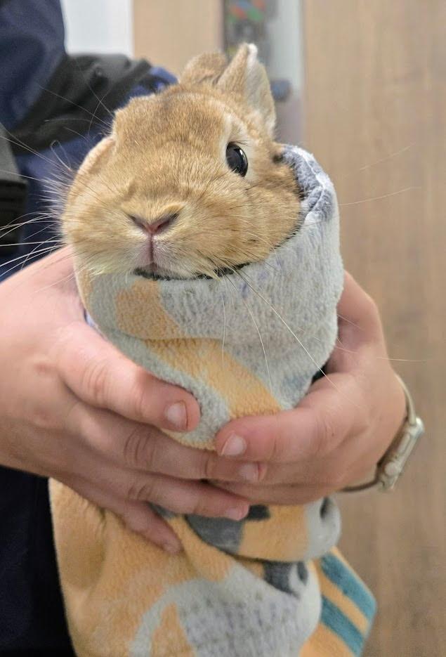 Pippin, a Adoptable Netherland Dwarf in Edina, MN image 2/5