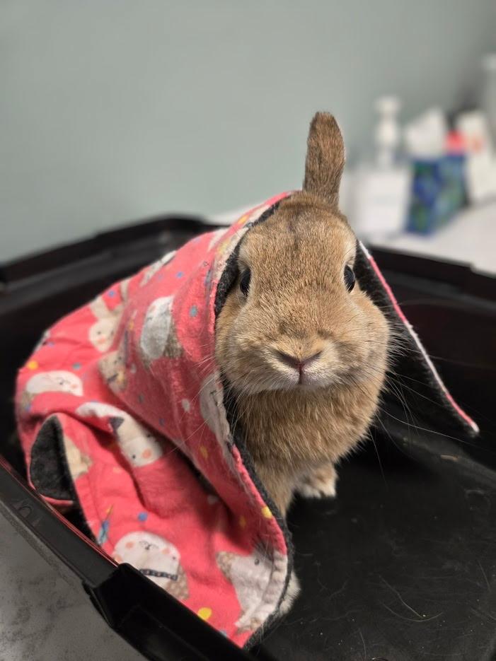 Pippin, a Adoptable Netherland Dwarf in Edina, MN image 3/5