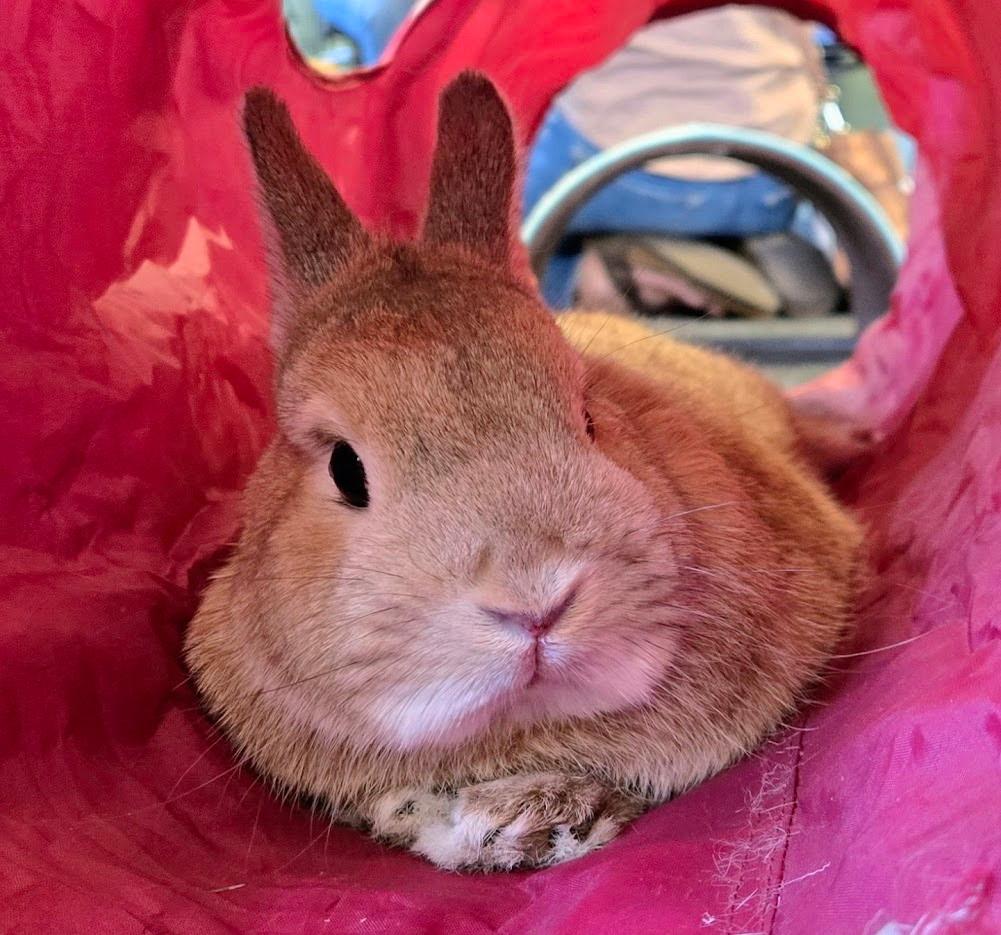 Pippin, a Adoptable Netherland Dwarf in Edina, MN image 4/5