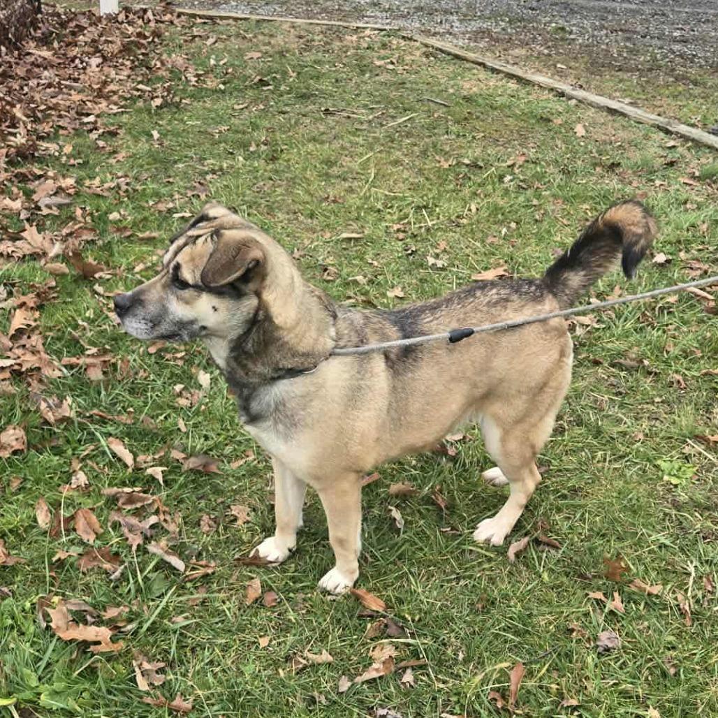 Jersey, Adoptable, Adult Female Shepherd.