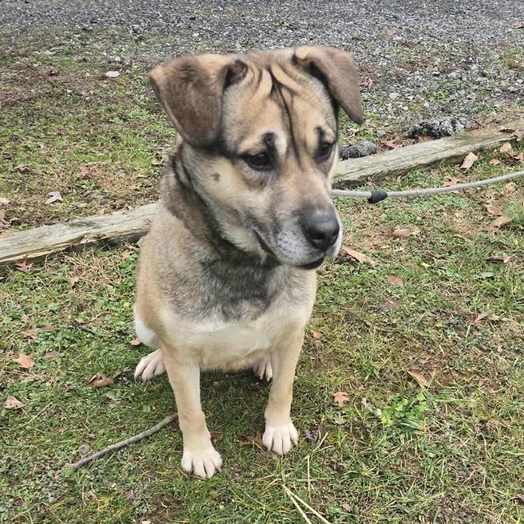 Enlarge Jersey, a Adoptable Shepherd in Baltimore, MD image 2/4