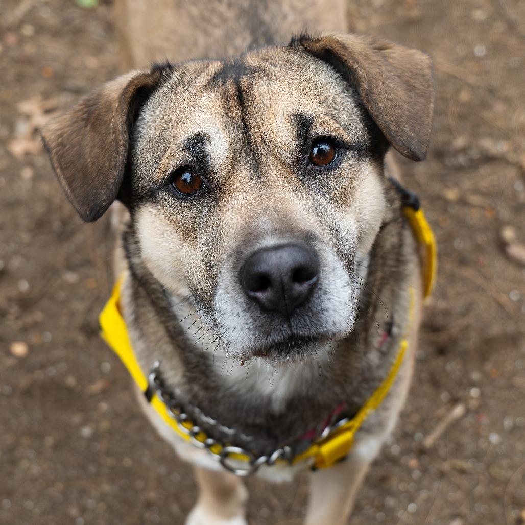 Enlarge Jersey, a Adoptable Shepherd in Baltimore, MD image 3/4