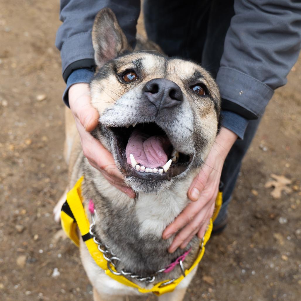 Enlarge Jersey, a Adoptable Shepherd in Baltimore, MD image 4/4
