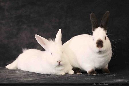 Enlarge Sugar & Wrigley (bonded pair), a Adoptable Californian in Scotts Valley, CA image 1/3