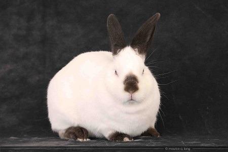Enlarge Sugar & Wrigley (bonded pair), a Adoptable Californian in Scotts Valley, CA image 1/3