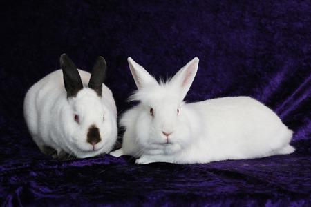 Enlarge Sugar & Wrigley (bonded pair), a Adoptable Californian in Scotts Valley, CA image 2/6