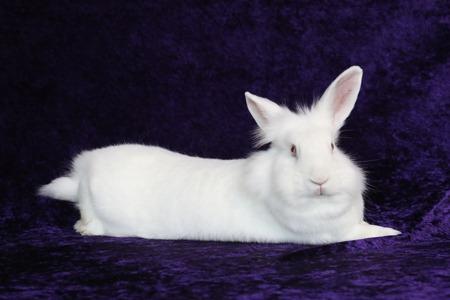Enlarge Sugar & Wrigley (bonded pair), a Adoptable Californian in Scotts Valley, CA image 4/6