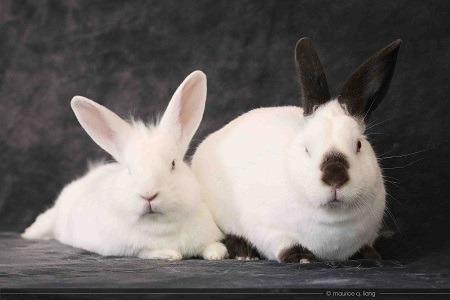 Sugar & Wrigley (bonded pair), a Adoptable Californian in Scotts Valley, CA image 3/3