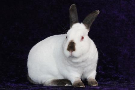 Enlarge Sugar & Wrigley (bonded pair), a Adoptable Californian in Scotts Valley, CA image 6/6
