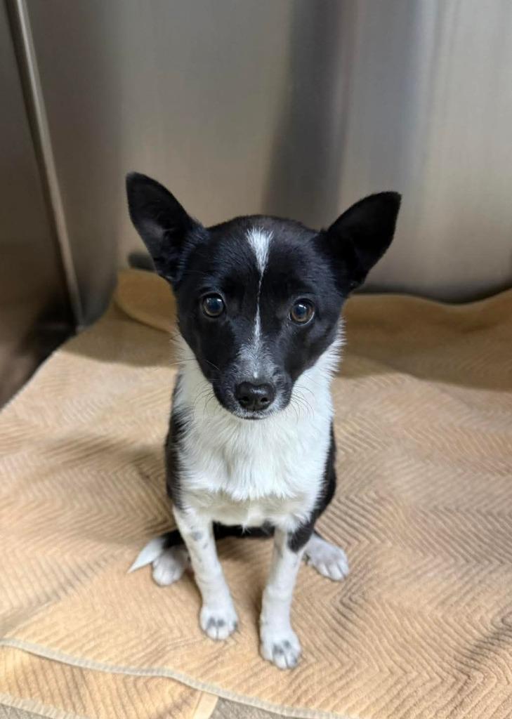 Snow, Adoptable, Puppy Female Mixed Breed.