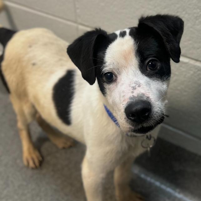 Enlarge Jonah, a Adoptable Mixed Breed in Brownsboro, AL image 1/6