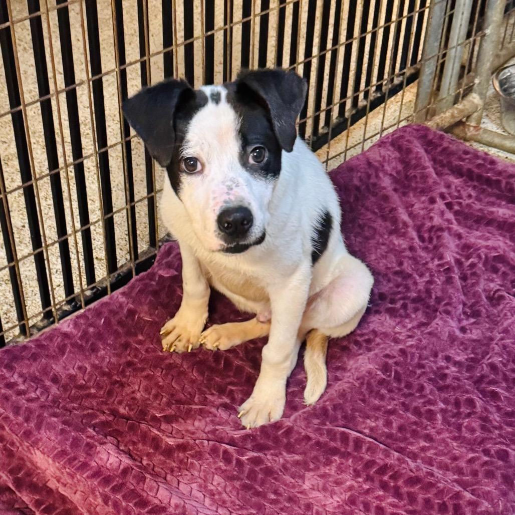 Enlarge Jonah, a Adoptable Mixed Breed in Brownsboro, AL image 2/6