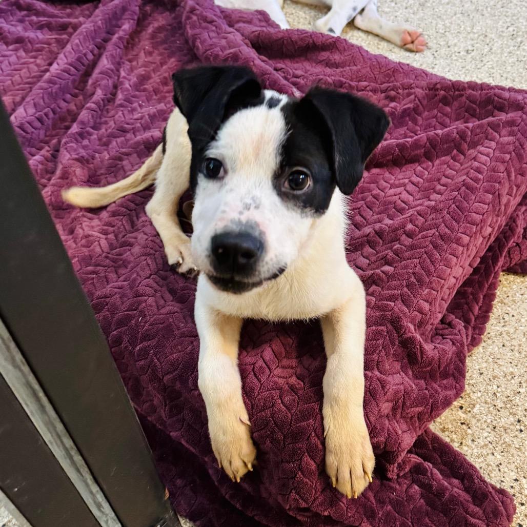 Enlarge Jonah, a Adoptable Mixed Breed in Brownsboro, AL image 4/6