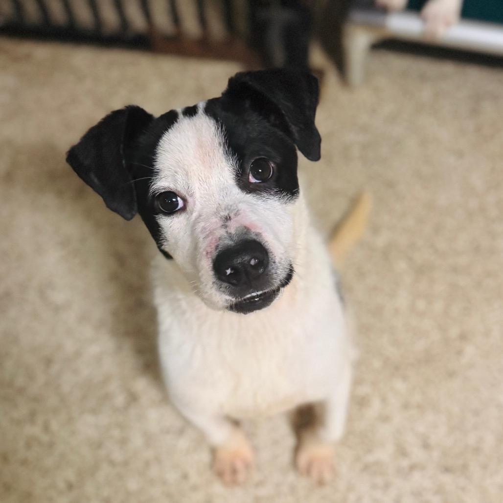 Enlarge Jonah, a Adoptable Mixed Breed in Brownsboro, AL image 5/6