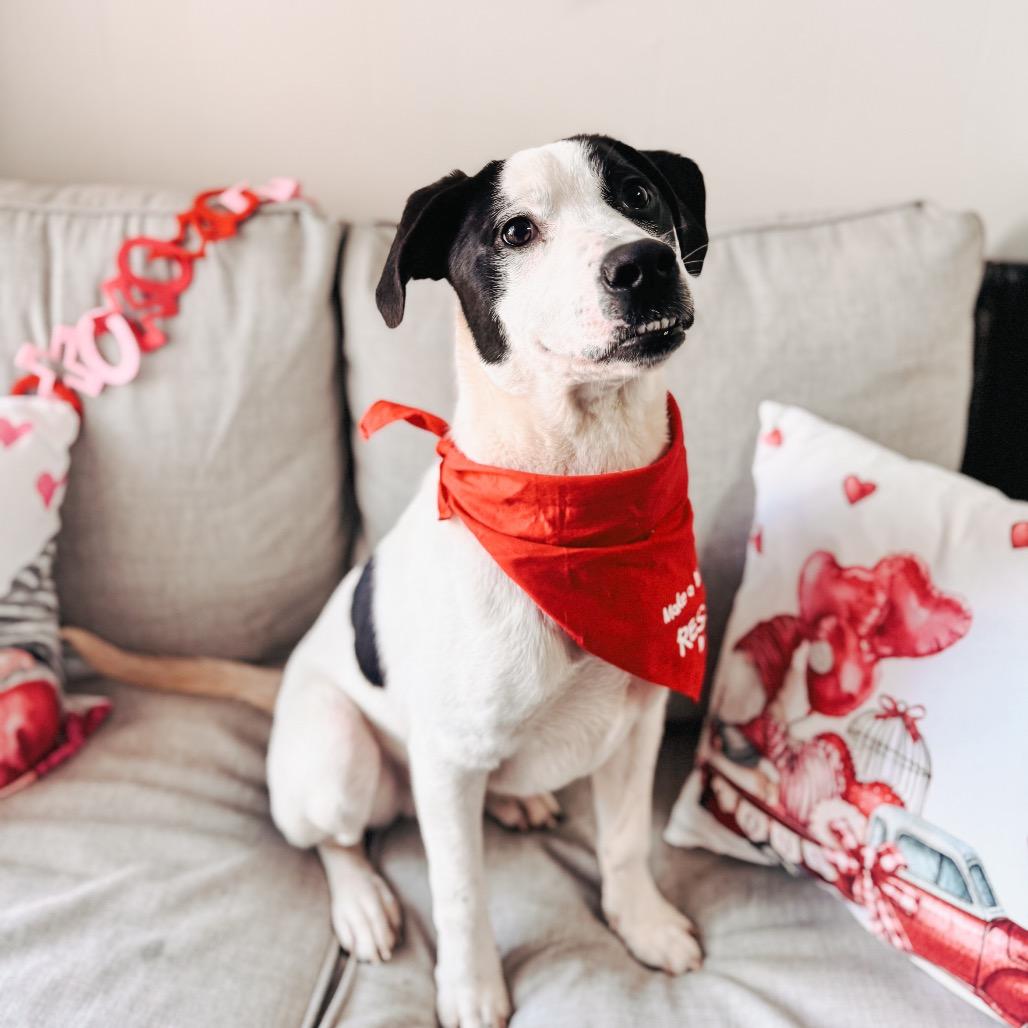 Enlarge Jonah, a Adoptable Mixed Breed in Brownsboro, AL image 6/6