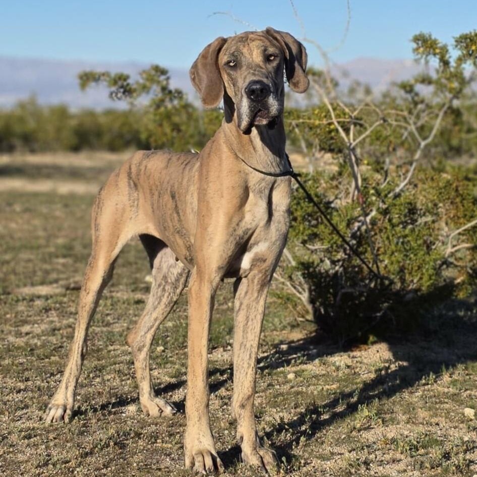 Enlarge Athena, an adopted Great Dane in Tehachapi, CA image 1/1