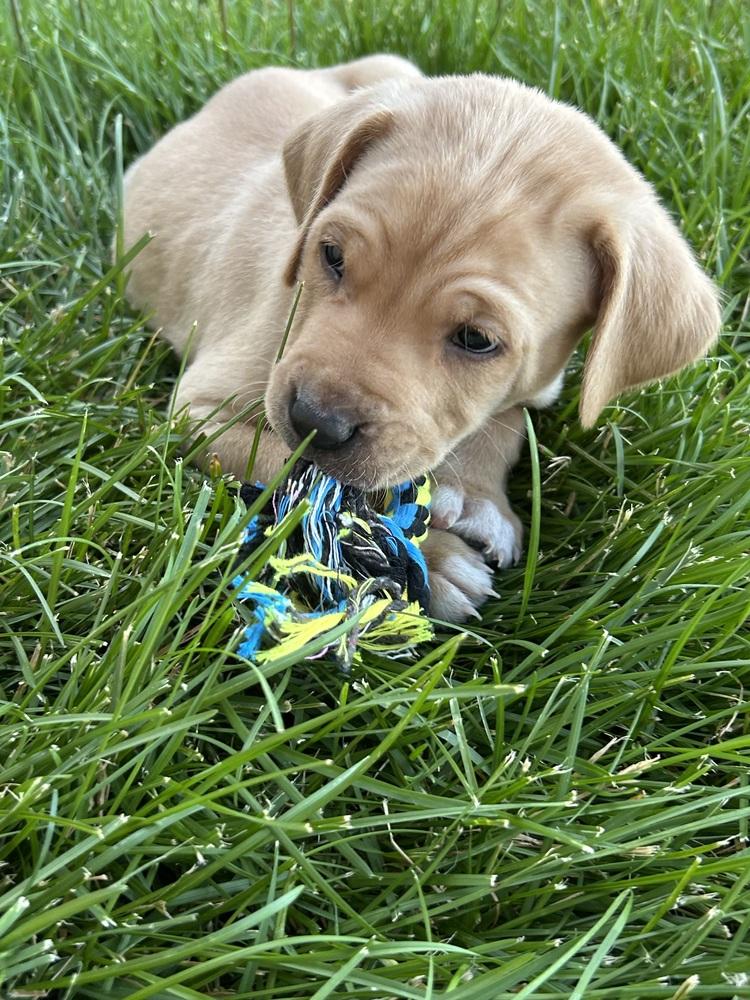 Healdsburg / Ray, Adopted, Puppy Male Labrador Retriever.