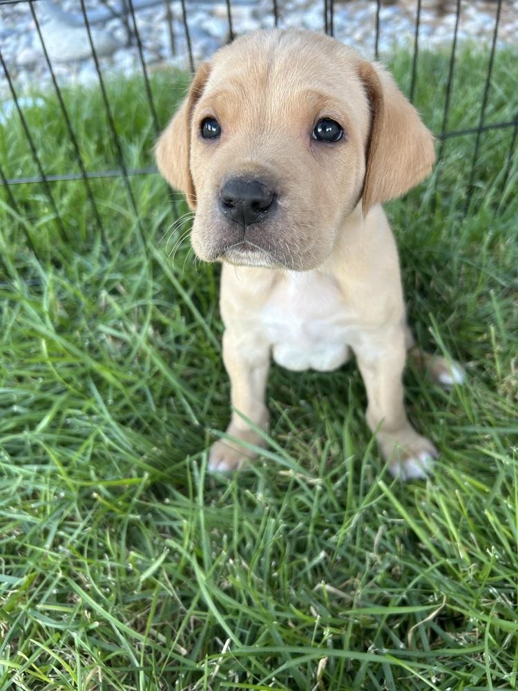 Enlarge Healdsburg / Ray, a Adopted mixed breed in Broomfield, CO image 2/2