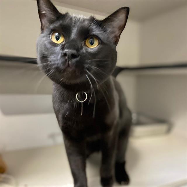 Enlarge CLARK, a Adoptable Domestic Short Hair in Aurora, CO image 1/1