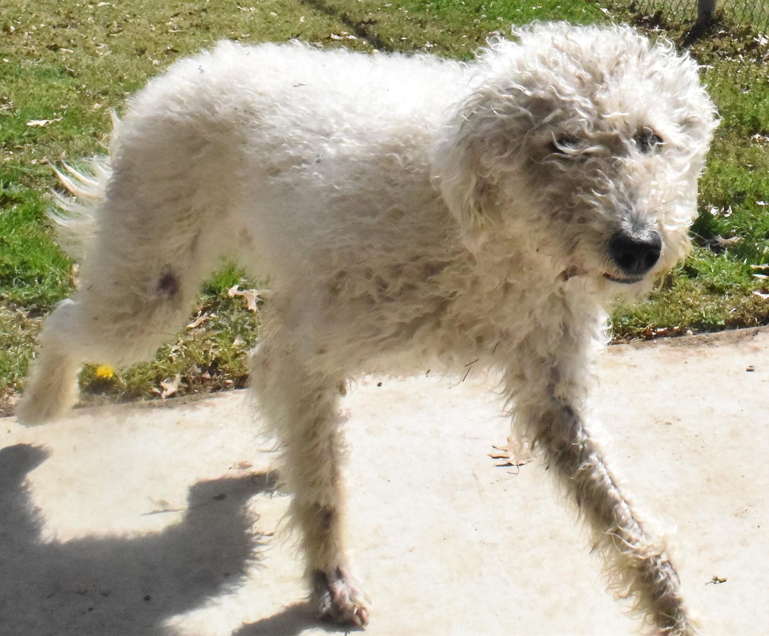 22038, adopted, Adult Female Poodle.