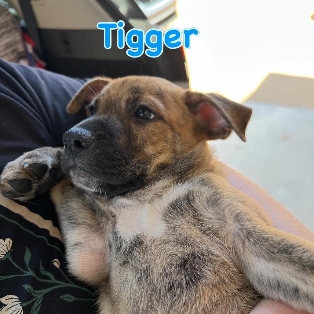 Tigger, Adoptable, Puppy Male Dutch Shepherd & Chocolate Labrador Retriever.