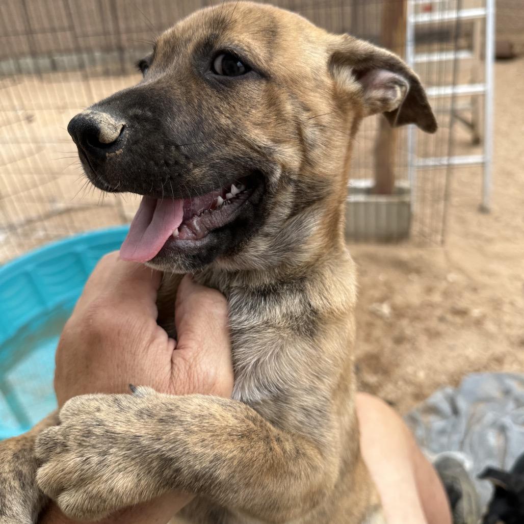 Tigger, a Adoptable mixed breed in Long Beach, CA image 2/4