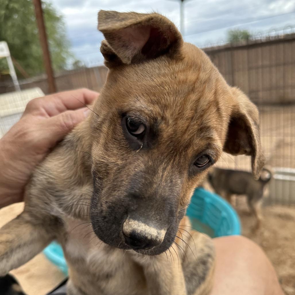 Tigger, a Adoptable mixed breed in Long Beach, CA image 3/4