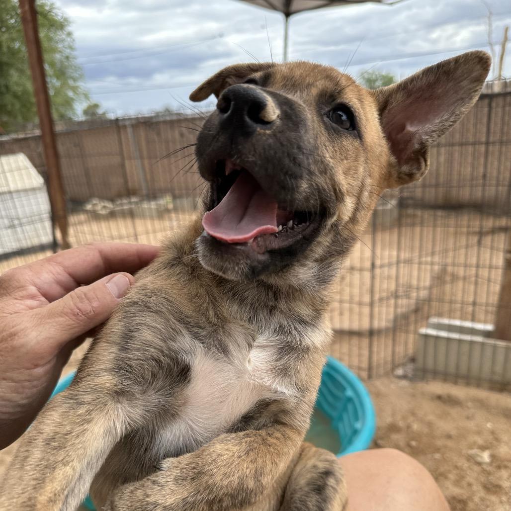 Tigger, a Adoptable mixed breed in Long Beach, CA image 4/4