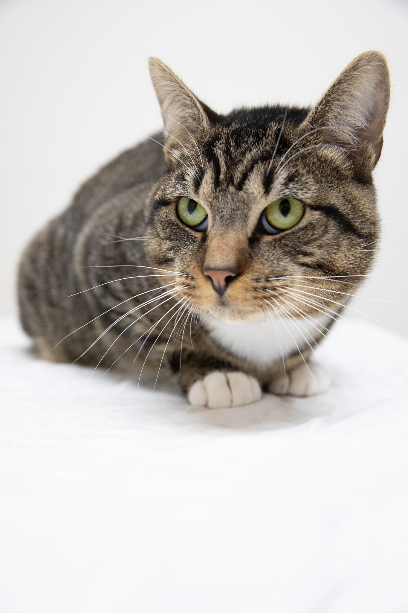 Monchi, a ADOPTABLE Domestic Short Hair in Montclair, NJ image 4/6