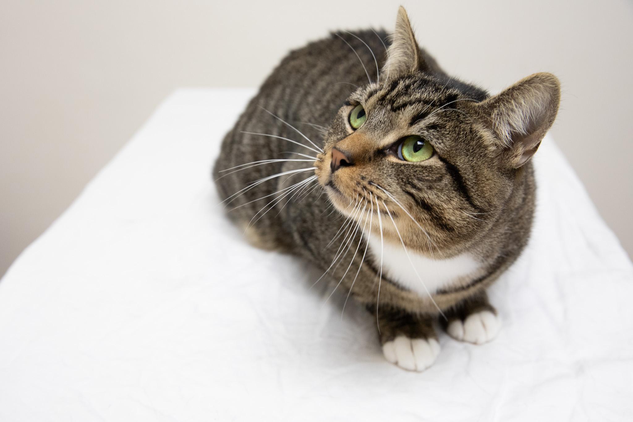 Monchi, a ADOPTABLE Domestic Short Hair in Montclair, NJ image 2/6
