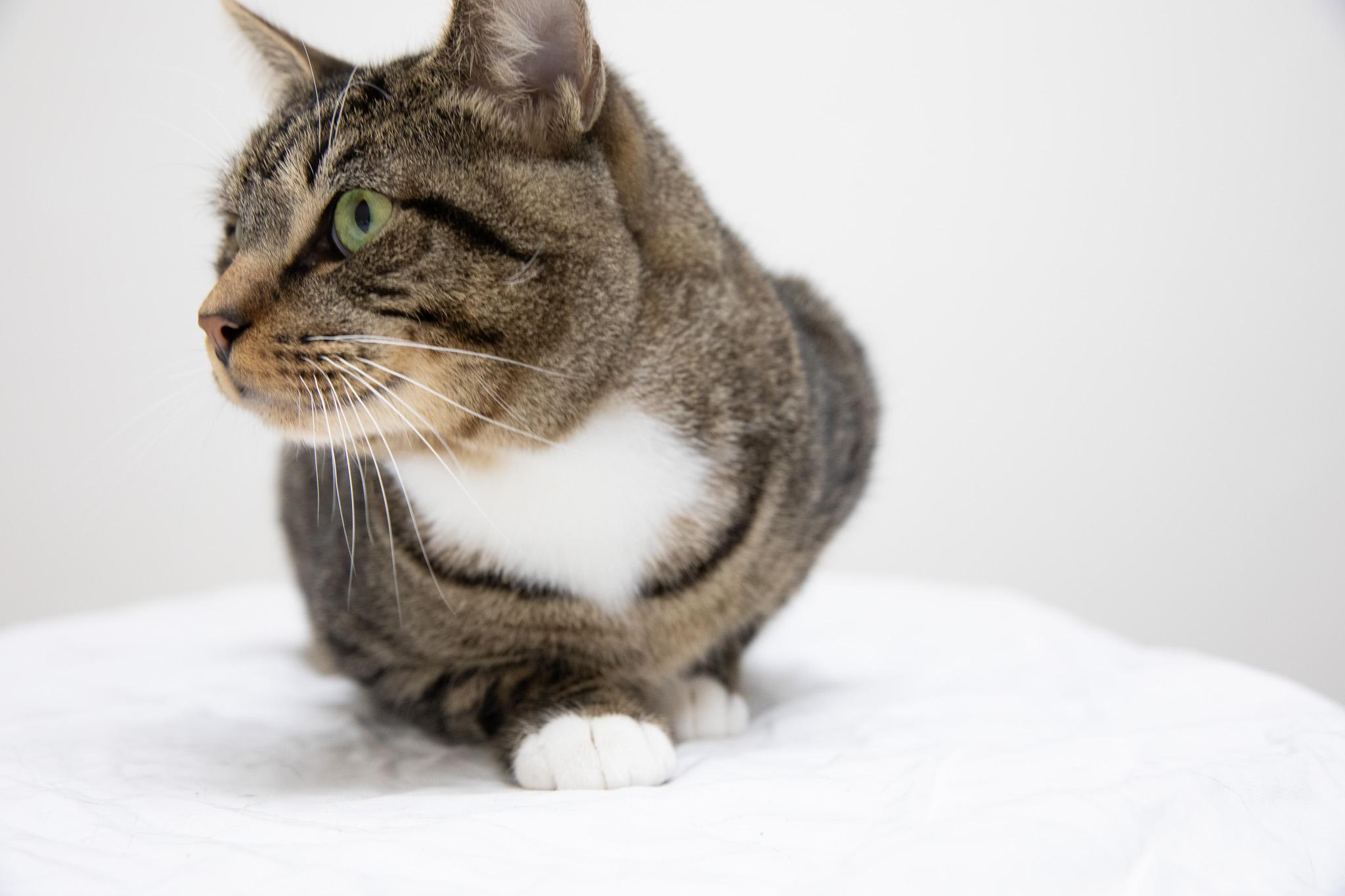 Monchi, a ADOPTABLE Domestic Short Hair in Montclair, NJ image 3/6