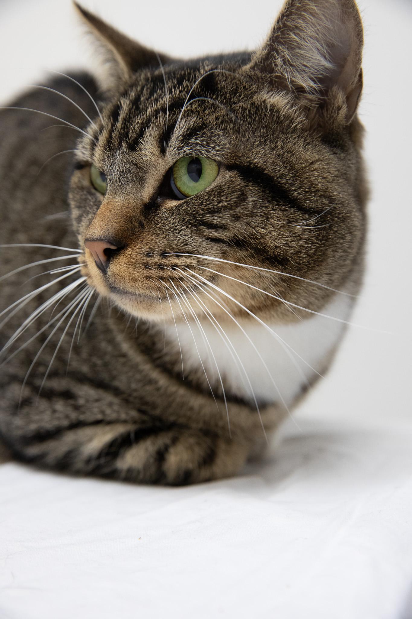 Monchi, a ADOPTABLE Domestic Short Hair in Montclair, NJ image 5/6