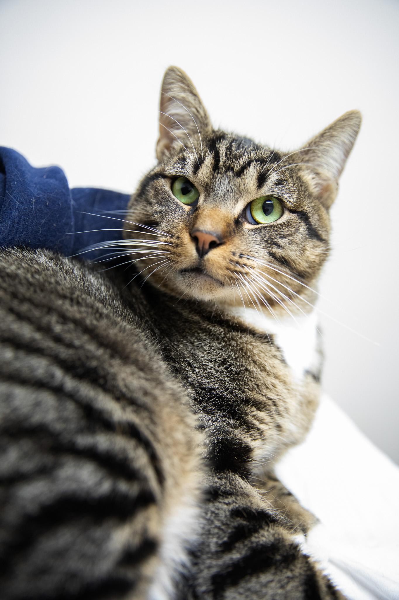 Monchi, a ADOPTABLE Domestic Short Hair in Montclair, NJ image 6/6