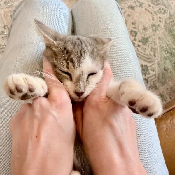 Moe Baby — thumbnail 3