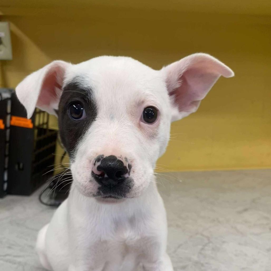 Enlarge Pawler Bear, a Adoptable Mixed Breed in Huntsville, AR image 1/2