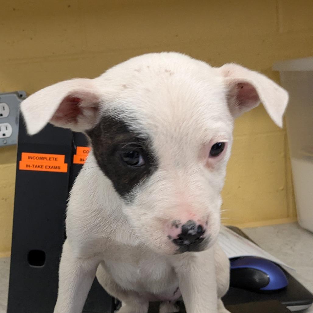 Enlarge Pawler Bear, a Adoptable Mixed Breed in Huntsville, AR image 2/2