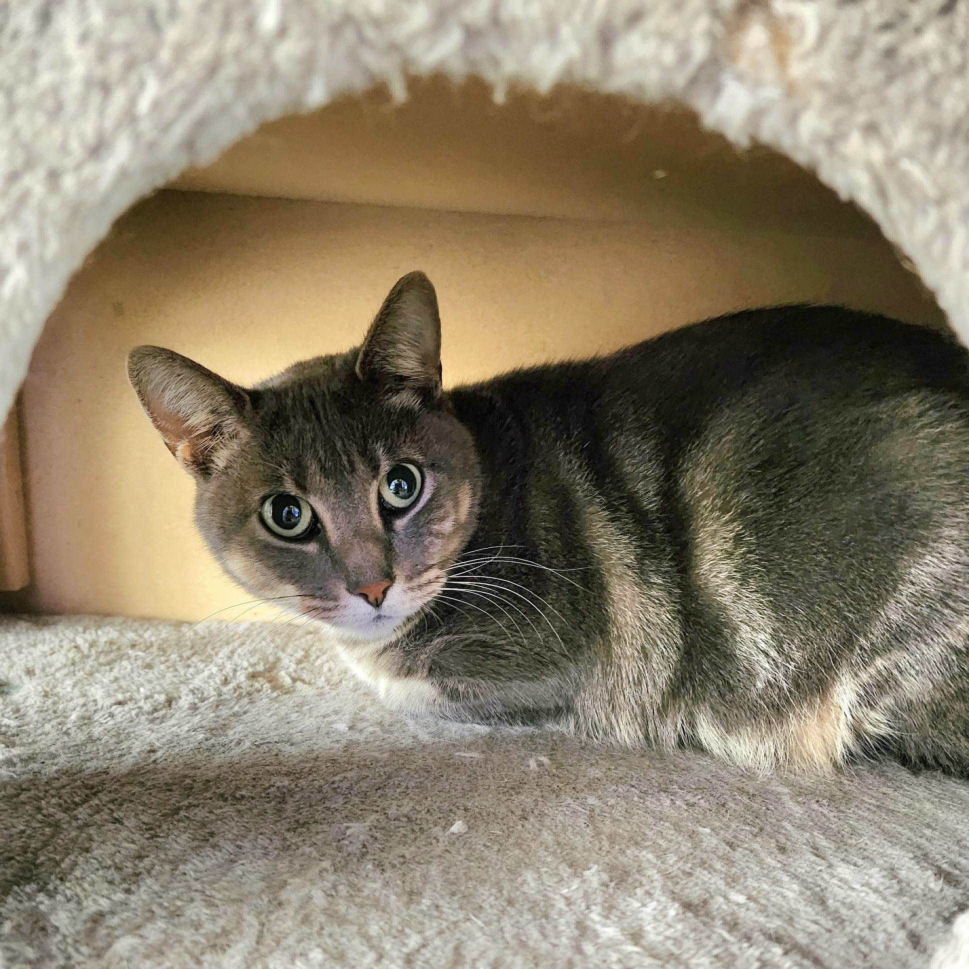 Enlarge Ashy, a ADOPTABLE Domestic Short Hair in Bentonville, AR image 1/1