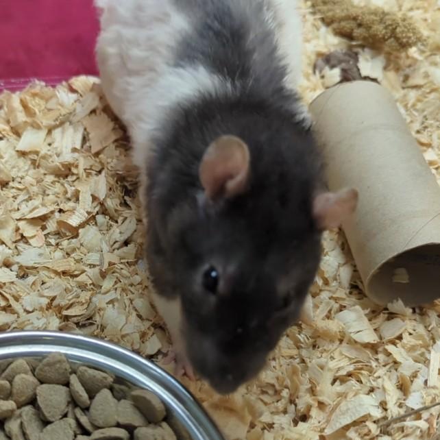 Enlarge Rafiki, an adopted Rat in Stafford, VA image 1/1