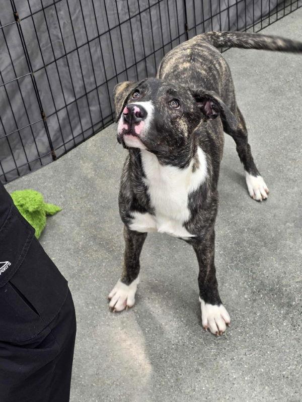 Enlarge Cinna - HG, a Adopted Plott Hound in Wyoming, MI image 1/2