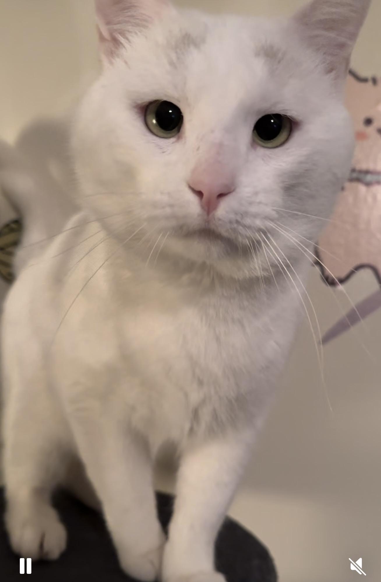 Yeti, adoptable, Adult Male Domestic Short Hair.