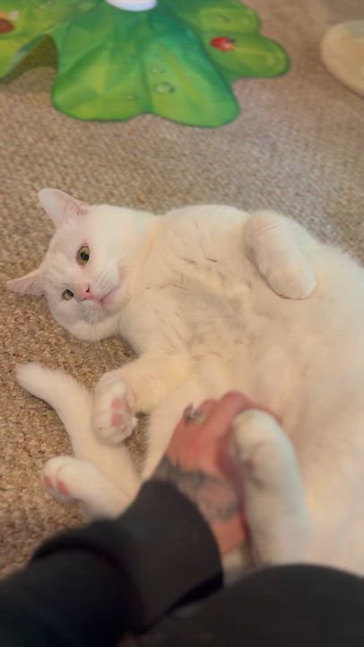 Enlarge Yeti, an adoptable Domestic Short Hair in The Dalles, OR video 2/2