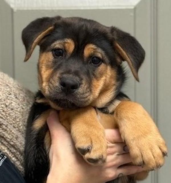Enlarge Bumble, a Adoptable mixed breed in Littleton, CO image 1/1