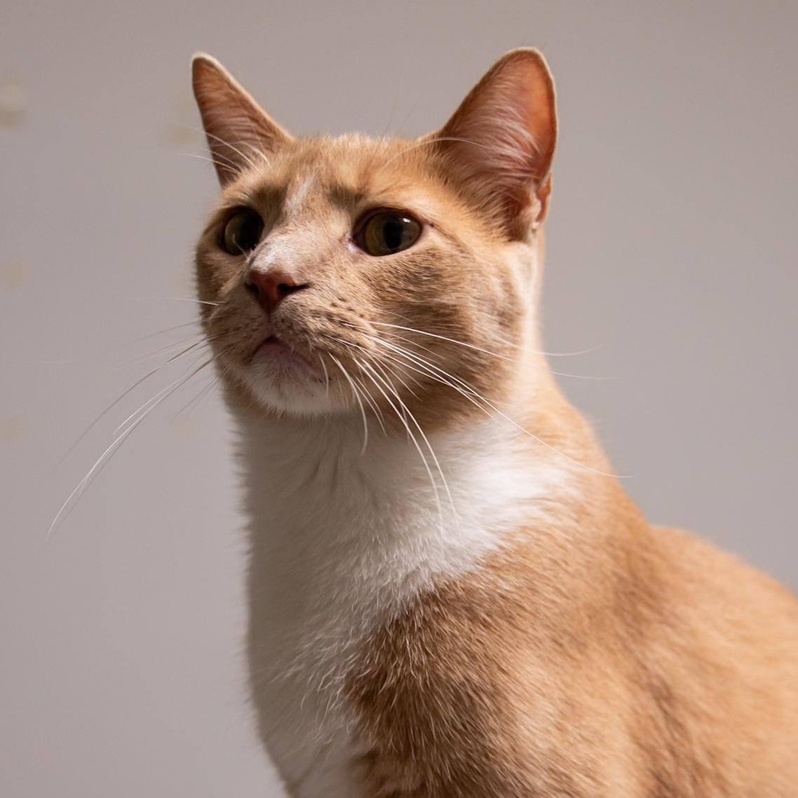 Fedora - Adoption Fee Sponsored!, an adoptable Domestic Short Hair in Richland Center, WI, 53581 | Photo Image 3