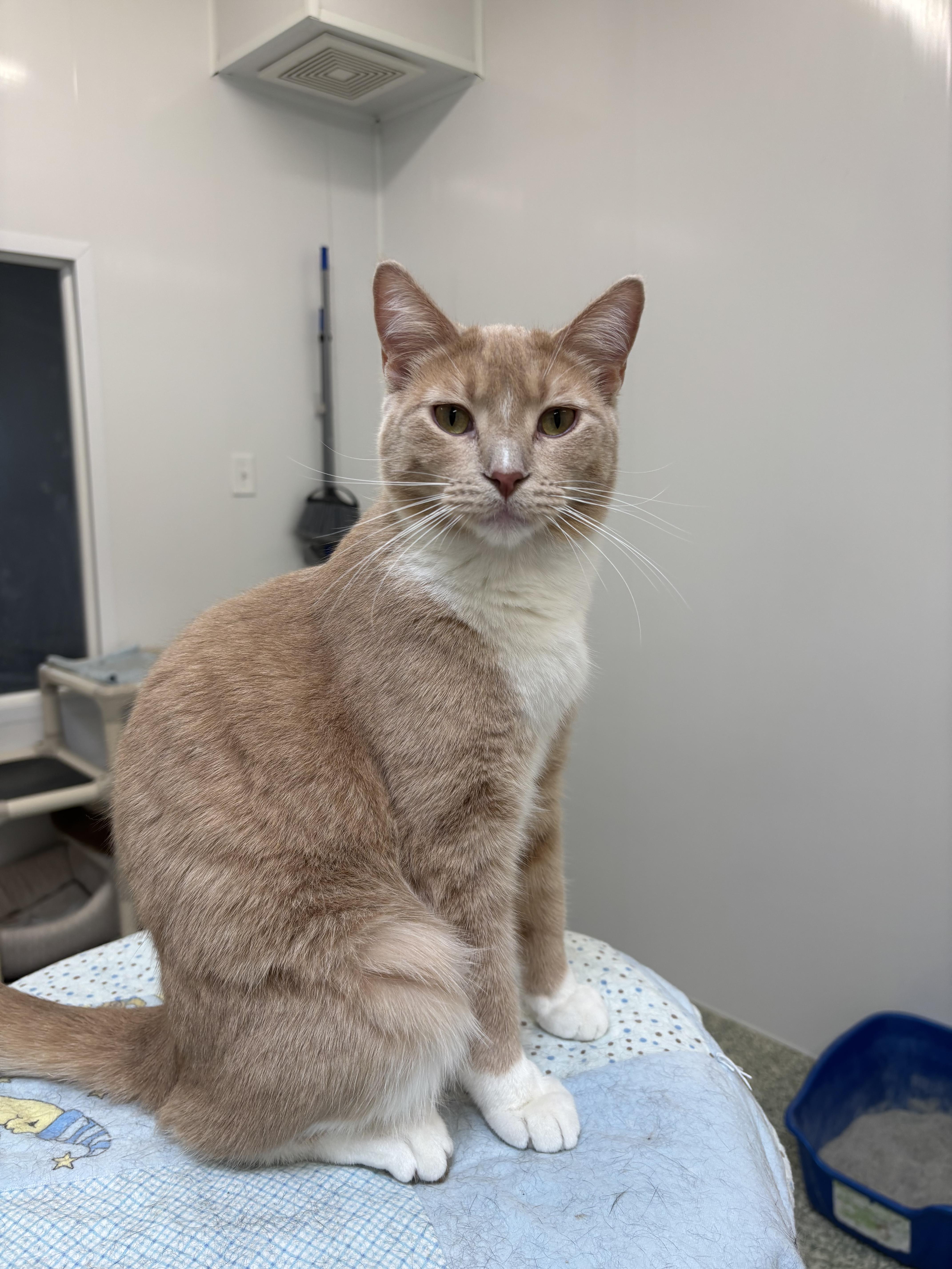 Fedora, Adult Male Domestic Short Hair