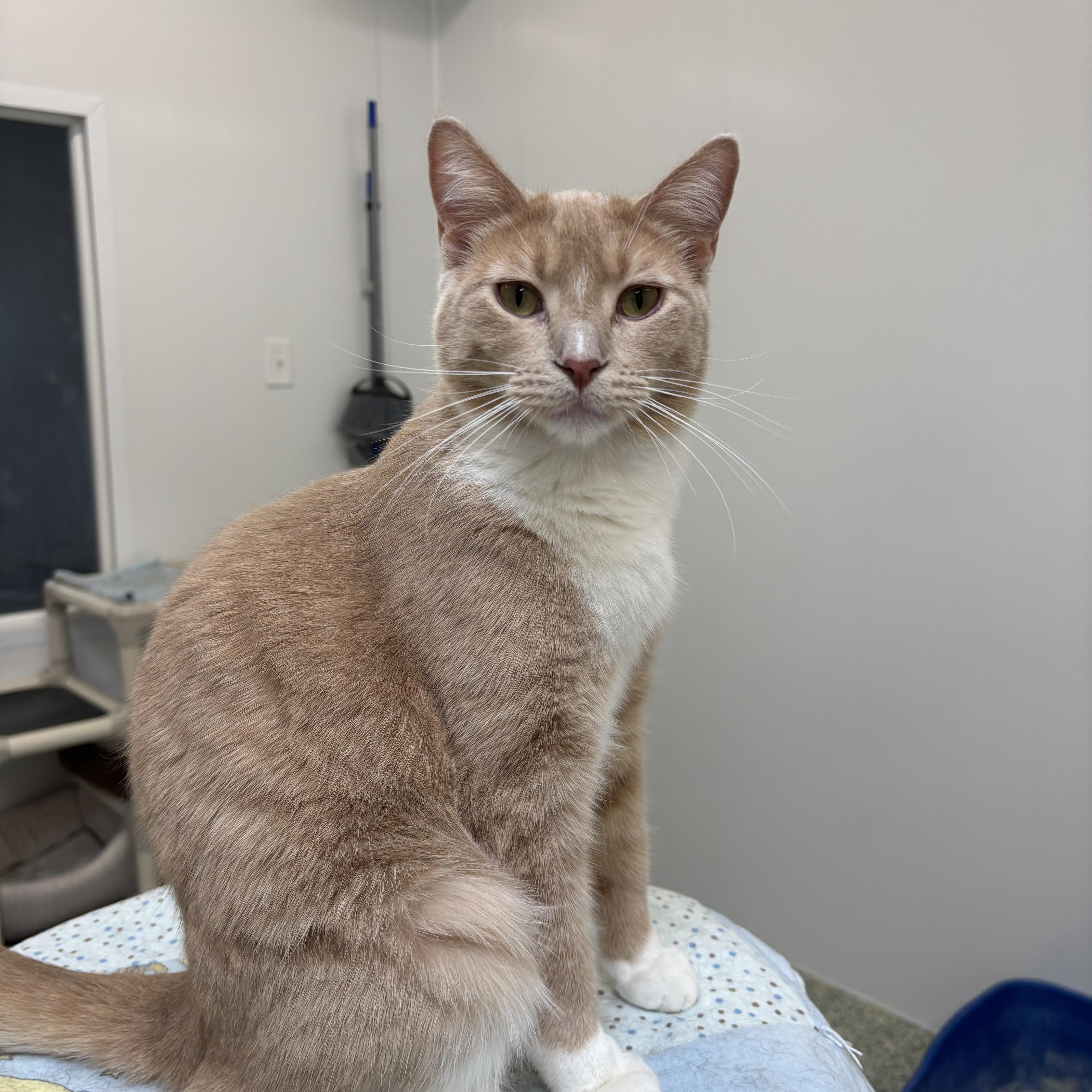 Fedora - Adoption Fee Sponsored!, an adoptable Domestic Short Hair in Richland Center, WI, 53581 | Photo Image 6
