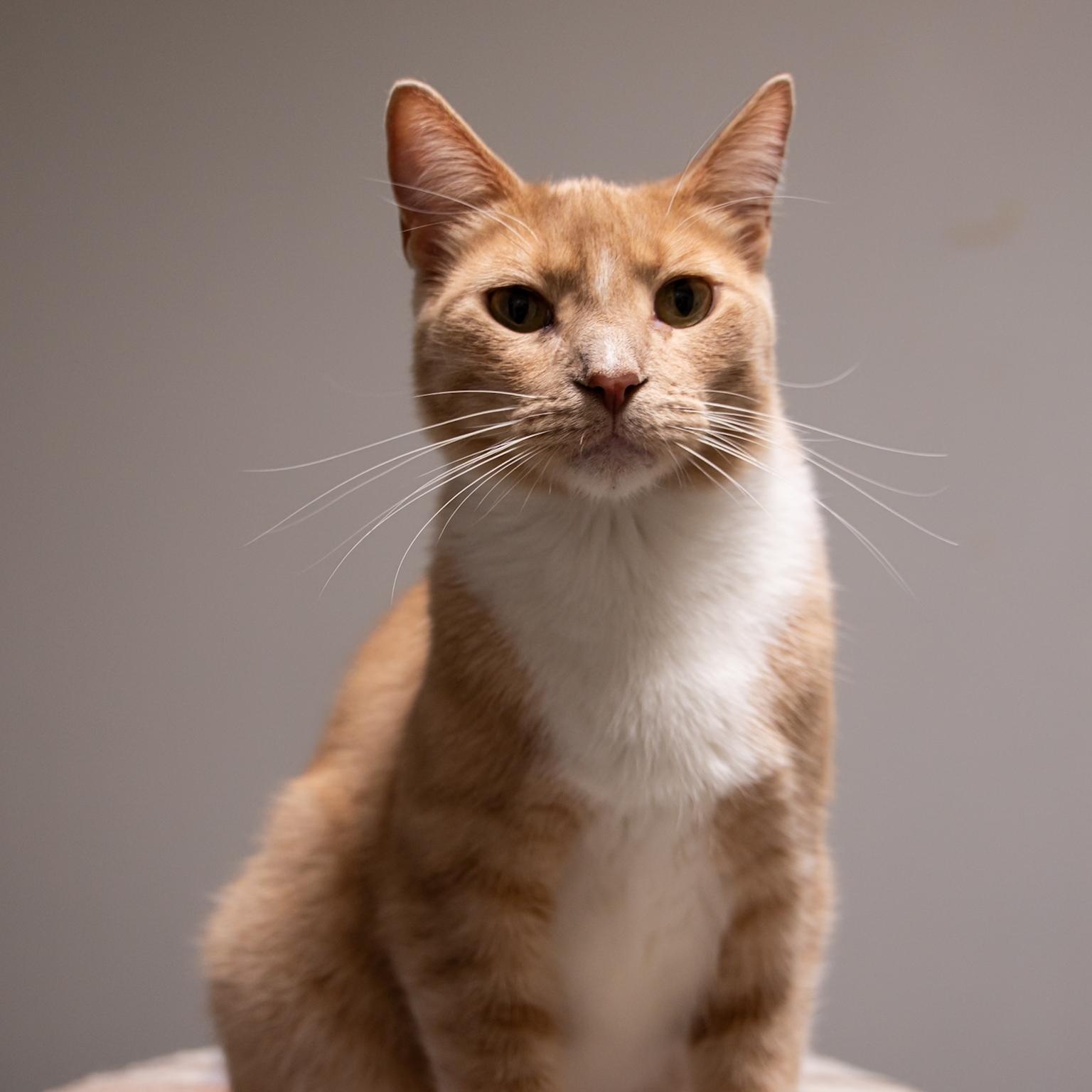 Fedora - Adoption Fee Sponsored!, an adoptable Domestic Short Hair in Richland Center, WI, 53581 | Photo Image 2
