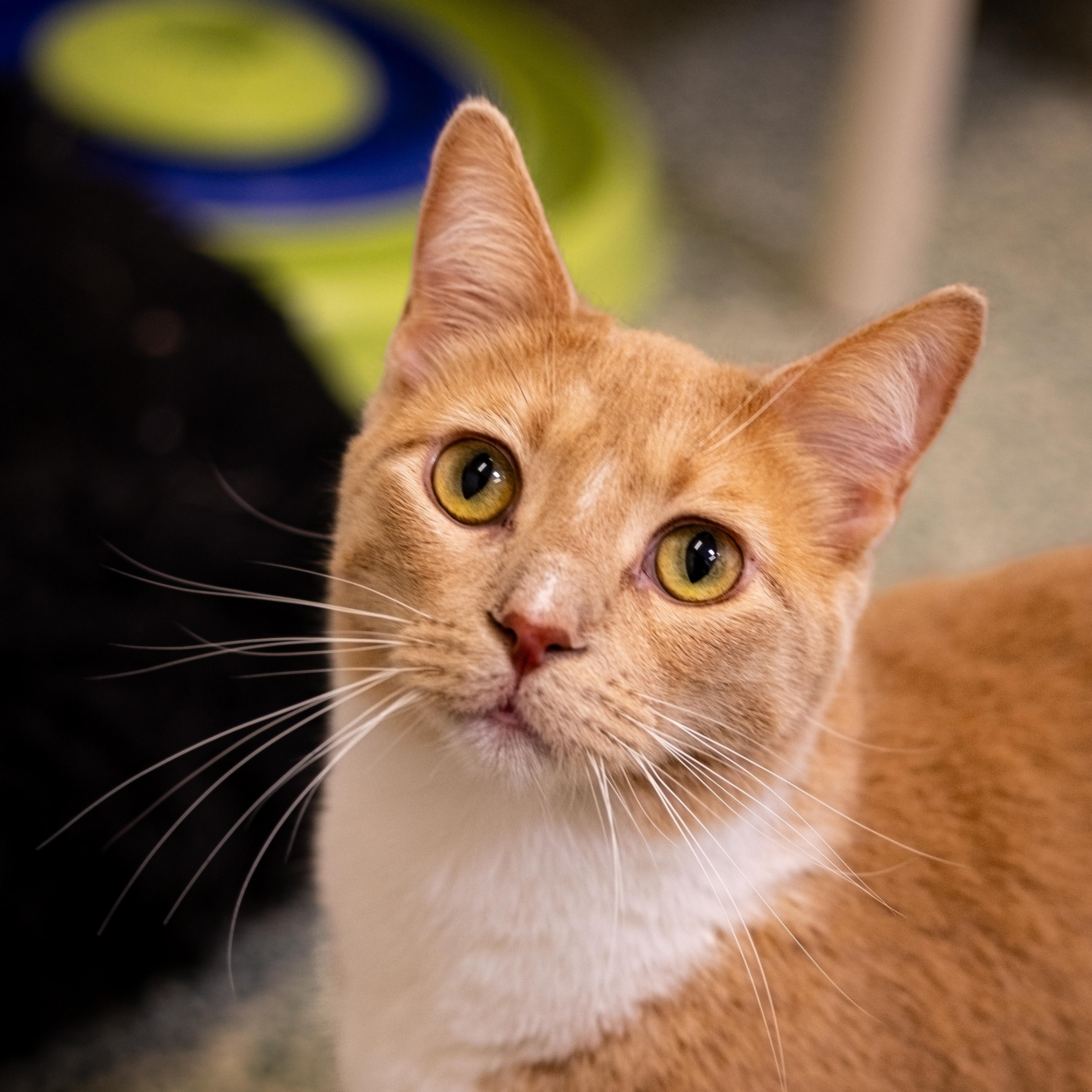 Fedora - Adoption Fee Sponsored!, an adoptable Domestic Short Hair in Richland Center, WI, 53581 | Photo Image 1